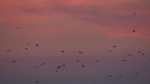 Flock of small birds flying at sunset sky Stock Footage 67186951