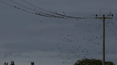 Flock of small birds landing on a wire in England UK 4K Stock Footage 141024236