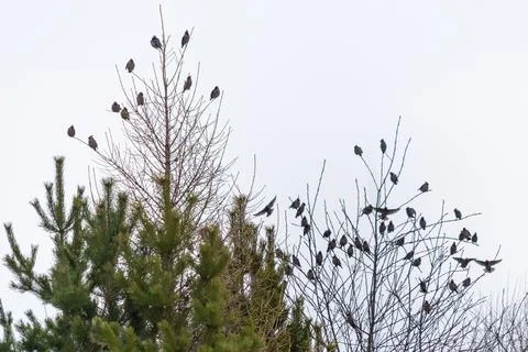 Flock of small birds is perched on the branches of coniferous and deciduous t Stock Photos