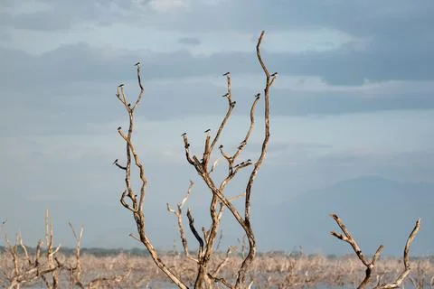 Flock of Small Birds Perched on Dead Tree Branches in a Lake Stock Photos