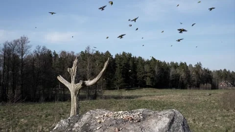 Flock of small birds returns to feed. Stock-Footage 295819464