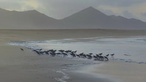 Flock of small birds running along shoreline escaping ocean waves 스톡 동영상 331180310