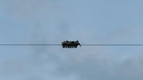 Flock of small birds sitting tightly together on electric wire against the sky Stock-Footage 321287822