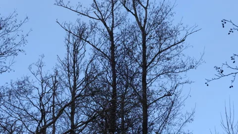 Flock of Small Birds Taking off From Bare Tree in Winter, Low Angle Vídeos de archivo 170480051