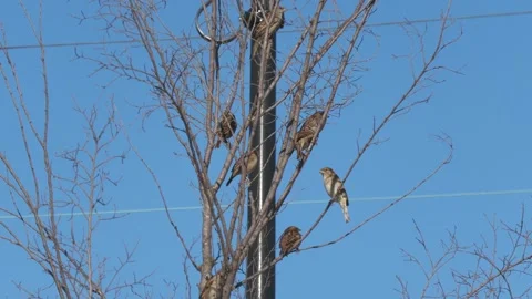 A flock of small brown birds perched on the branches of a leafless tree Stock Footage 168128682