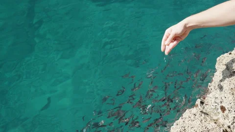 A flock of small fish in clear turquoise sea water, I crumble their bread. Stock Footage 221866169