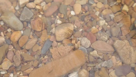 A flock of small fish eat black bread in a rocky stony river Video stock 75254639