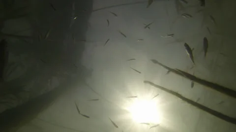A flock of small fish Stock-Footage 37546463