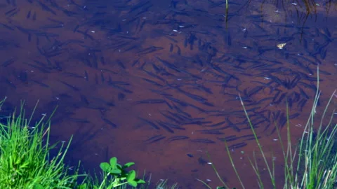 A flock of small fish Stock Footage 89958033