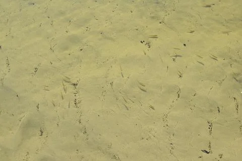 A flock of small fish in a river on shallow water. Foto stock