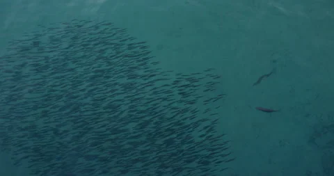 Flock small fish run away 库存影片 220772653