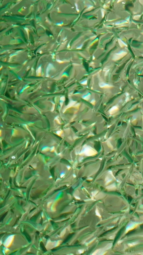 A flock of small fish on a sandy beach with turquoise water. View from above. Stock Footage 328002299