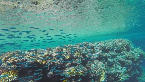 A flock of small fish swimming over a coral reef in the sea Stock Footage 205004523