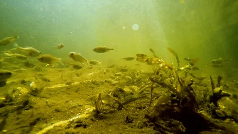 A flock of small fish under water in the river Stock Footage 108897873