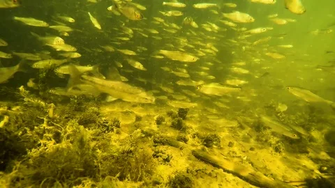 A flock of small fish under water in the river Stock Footage 108898037