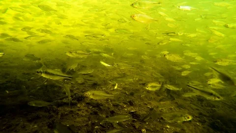 A flock of small fish under water in the river Stock Footage 108898905
