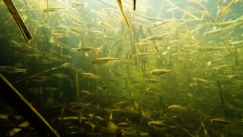 A flock of small fish under water in the river Stock Footage 108899347