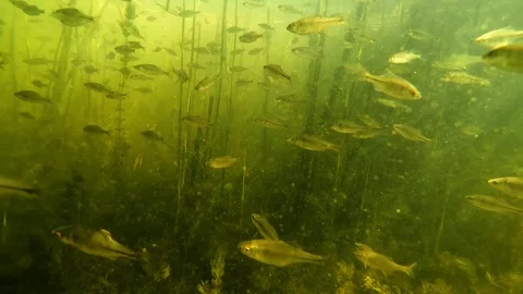 A flock of small fish under water in the river Stock Footage 108900292