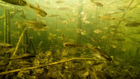 A flock of small fish under water in the river Stock Footage 108901375