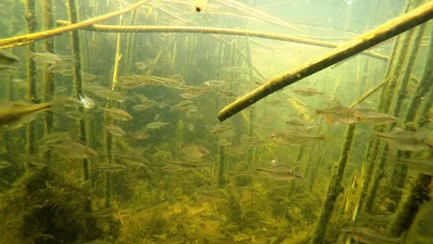 A flock of small fish under water in the river Stock Footage 108901561