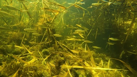 A flock of small fish under water in the river Stock Footage 108902504