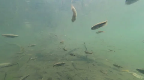 Flock of small fish underwater Stock Footage 56532422