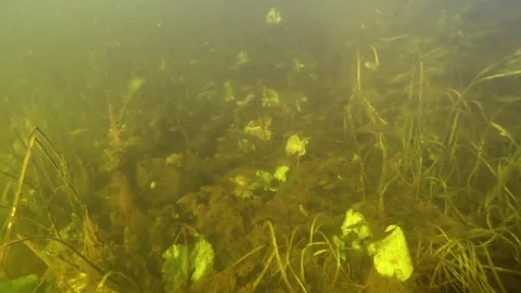 Flock of small roach fishes or Rutilus rutilus in large European river Stock Footage