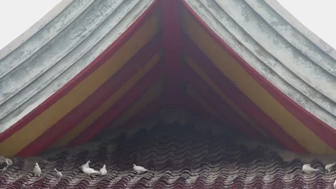 Flock of Small White Doves Nesting along Curved Roof Structure Under Triang.. Stock Footage 344722011