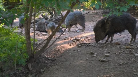 Flock of small wild pigs, piglets boar. Family eating in natural wildlife forest Stock Footage 273796448
