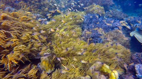 Flock of small yellow blue fish swims near colorful coral reef Stock Footage 93798897