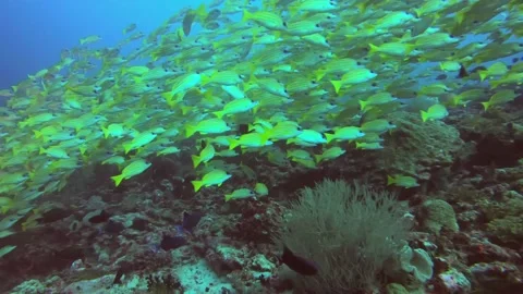 A flock of a small yellow fish close to the reef bottom Stock Footage 132017602
