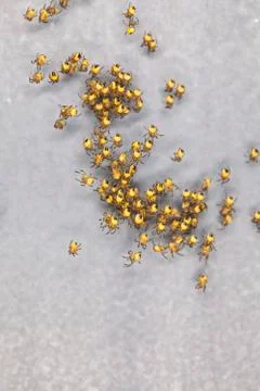 Flock of small yellow spiders Stock Photos