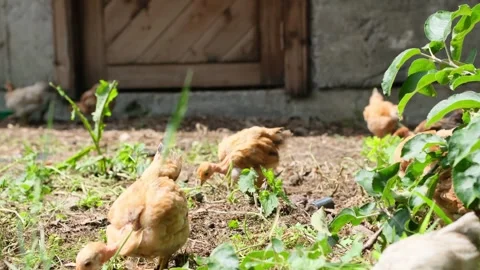 Flock of small, young broiler chickens wandering freely on the ground in a rural Stock Footage 329622326