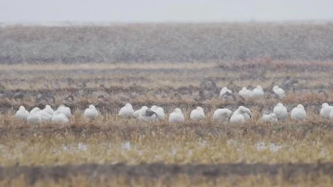 A flock of snow geese in a blizzard (slow motion) Stock Footage 332548133