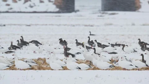 A flock of snow geese in a blizzard (slow motion) Stock Footage 332548429