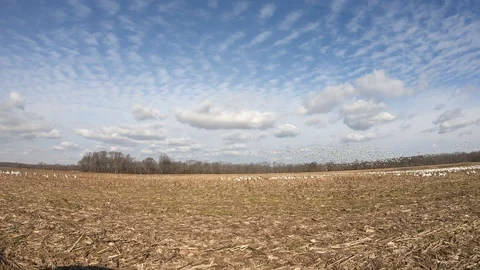 Flock of Snow Geese in Corn Field Stock Footage 101042609