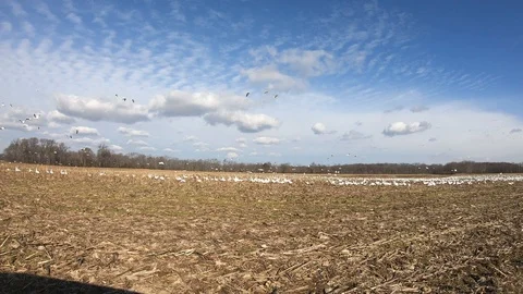 Flock of Snow Geese in Corn Field Stock Footage 101042612