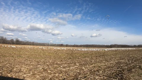 Flock of Snow Geese in Corn Field Stock Footage 101042619