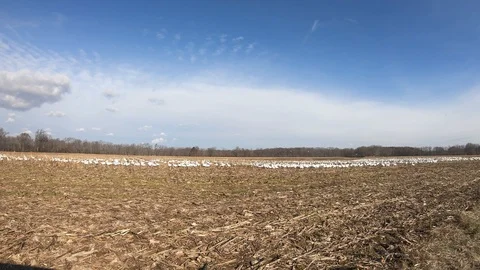 Flock of Snow Geese in Corn Field Stock Footage 101042623