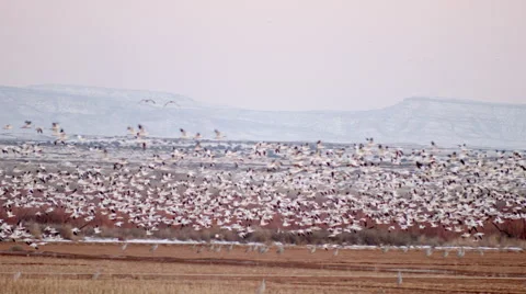 Flock of Snow Geese Flying Low Stock Footage 59195995