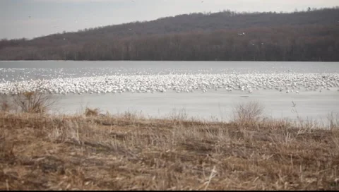 Flock of Snow Geese 스톡 동영상 5701175