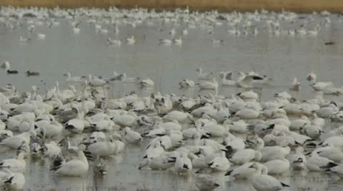 Flock of Snow Geese in Pond 2 Stock Footage 10748979