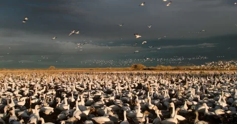 Flock of Snow Geese Take Off Video stock 71703188