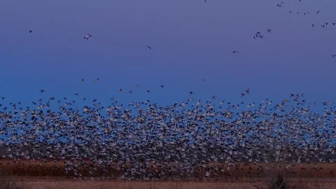 A Flock of Snow Geese Taking off at Bosque Del Apache Video stock 86216265
