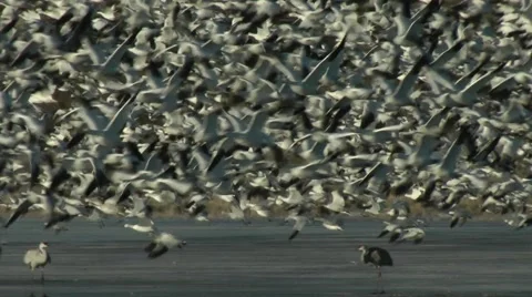 Flock of Snow Geese taking off,  real time with audio Stock Footage 48670037