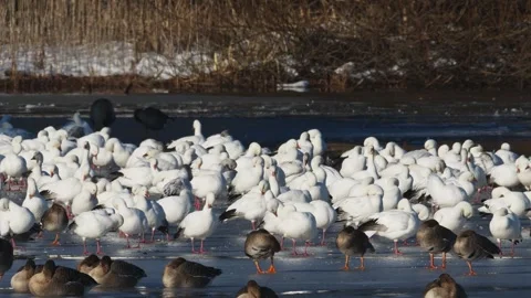 A flock of snow goose resting on the ice (with sound) Vidéo 332156271