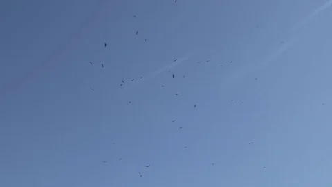 A flock of soaring desert eagles Stock Footage 81503059