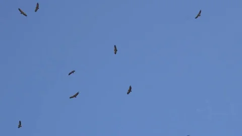 A flock of soaring desert eagles Stock Footage 81503124