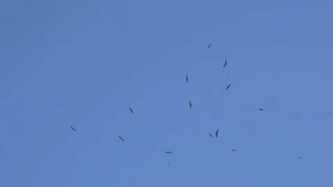 A flock of soaring desert eagles Stock Footage 81503468