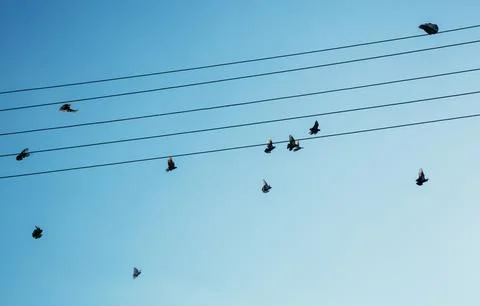 A flock of soaring pigeons between wires in the sky. Stock Photos